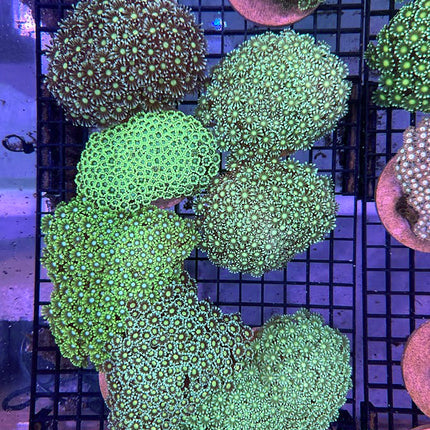 Assorted Green Alveopora Colony - Multiples Available