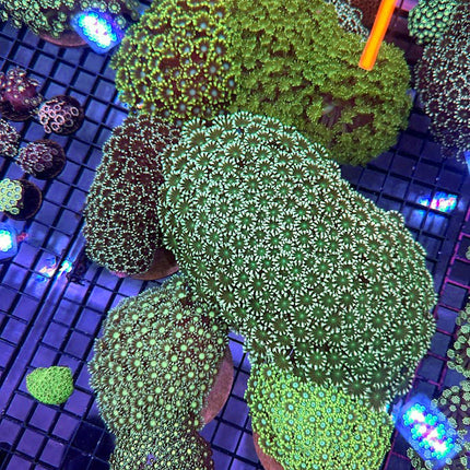 Assorted Green Alveopora Colony - Multiples Available