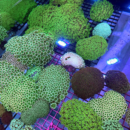 Assorted Green Alveopora Colony - Multiples Available