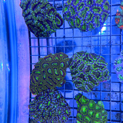 Aussie Green Acan Lordhowensis Colony (Multiples Available)