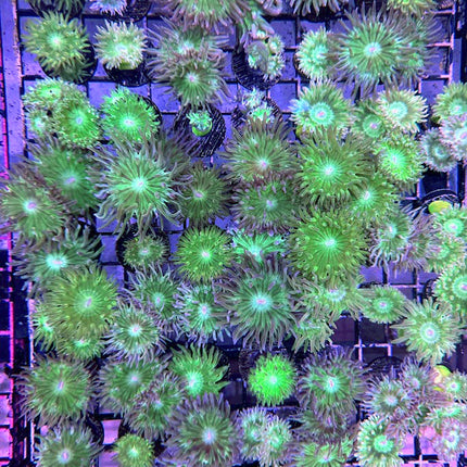 ASD Farmed Green Duncan Coral - Multiples Available