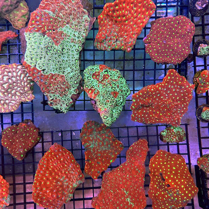 War Coral Colony Favites pentagona - Multiples Available