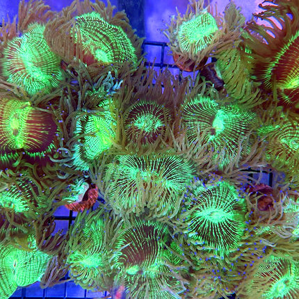 Monsoon Neon Aquacultured Elegance Coral - Multiples Available