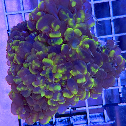 Toxic Splash Bubble Coral - Multiples Available