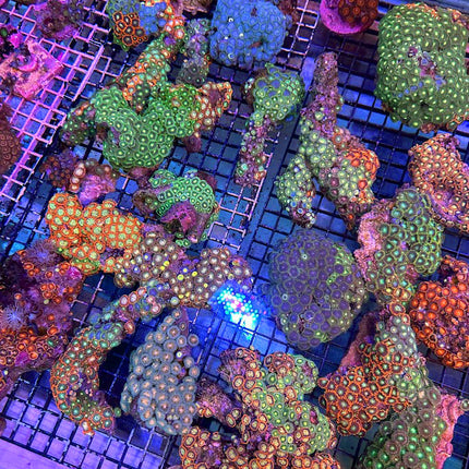 Super Ultra Aussie Zoanthids Colony - Multiples Available