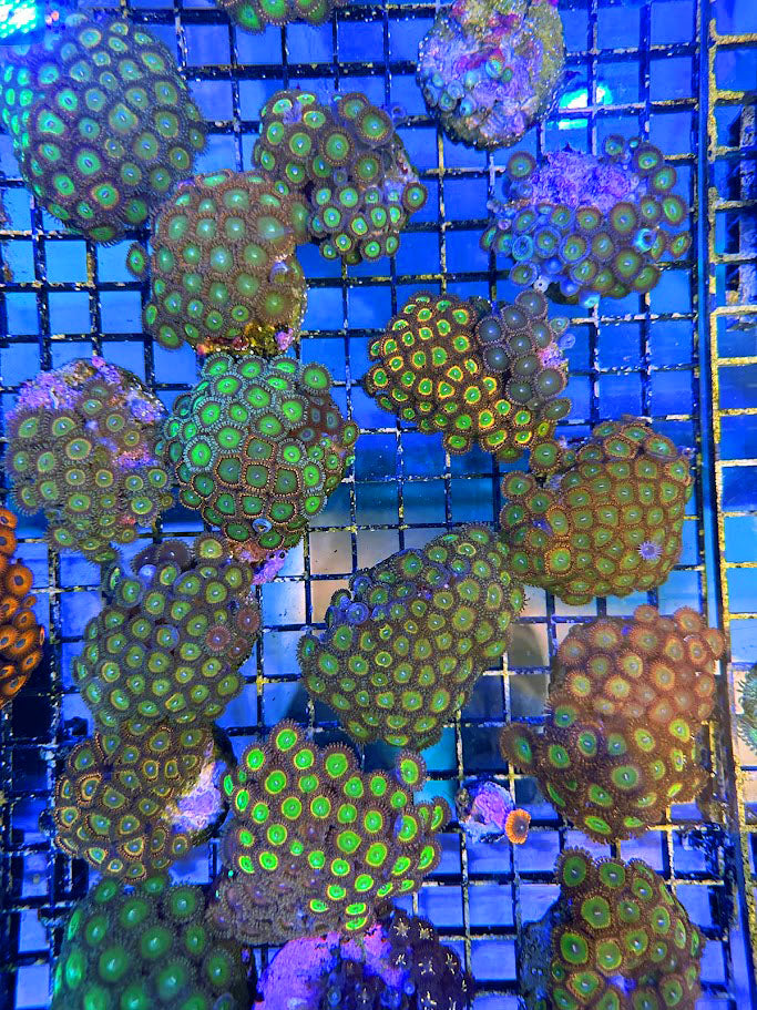 Candy Apple Red Zoanthids Colony Multiples Available Aqua SD