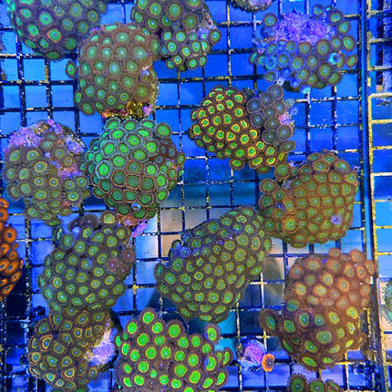 Candy Apple Red Zoanthids Colony - Multiples Available