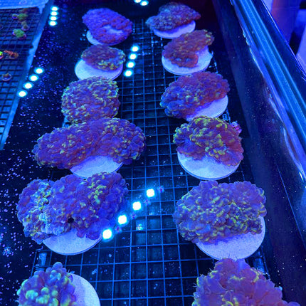 Toxic Splash Bubble Coral - Multiples Available