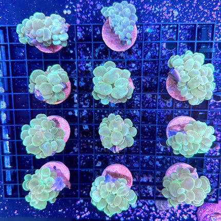 Aussie Toxic Plerogyra Bubble Coral - Multiples Available