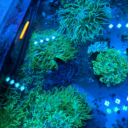 Green Colored Long Tentacle Anemone - Multiples Available