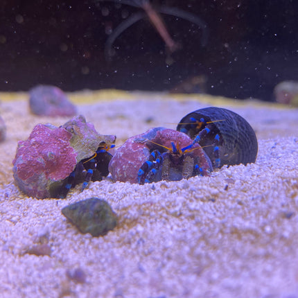 Neon Blue Stripe Hermit invert