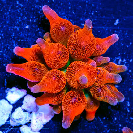 JF Screamin Demon Rose Bubble Anemone - Multiples Available