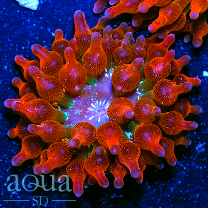 JF Screamin Demon Rose Bubble Anemone - Multiples Available