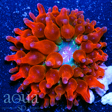 JF Screamin Demon Rose Bubble Anemone - Multiples Available