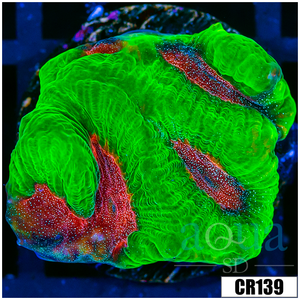 Descriptive image text