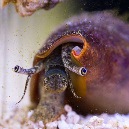 Sand Tiger Conch invert