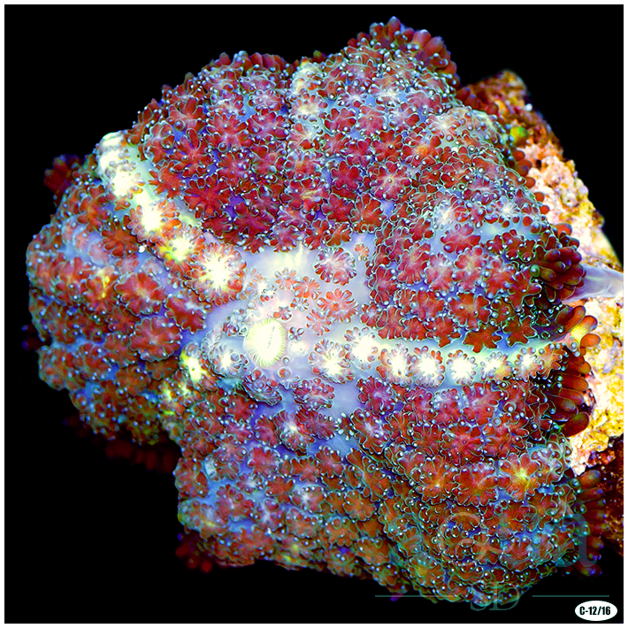 Madura's Pin Cushion Mushroom Aqua SD