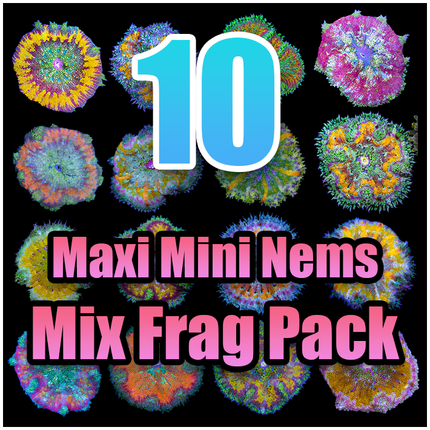 10 Assorted Maxi Mini Anemone Pack