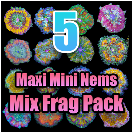 5 Assorted Maxi Mini Anemone Pack