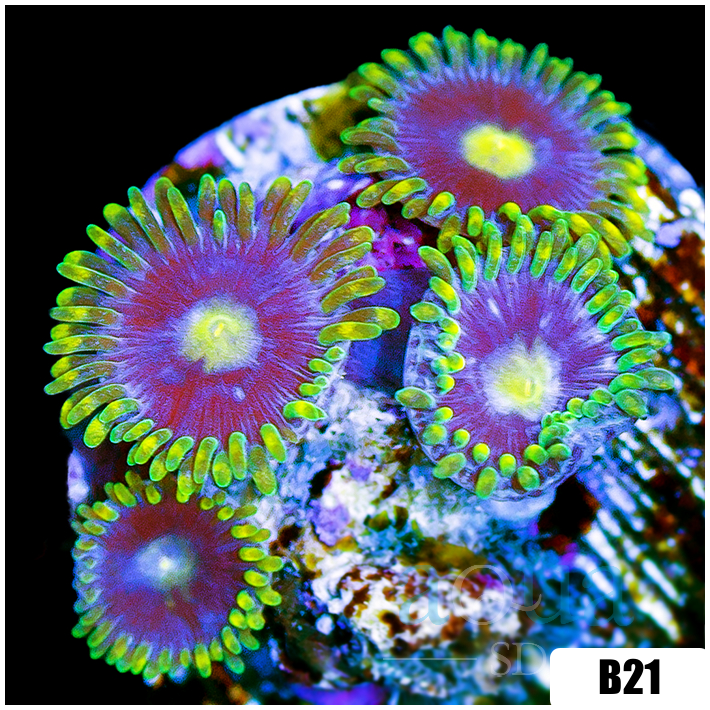 AquaSD | Miami Bliss Zoanthids | Corals For Sale – Aqua SD