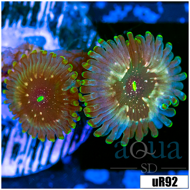 Zoas & Palys – Aqua SD Zoas & Palys – Aqua SD