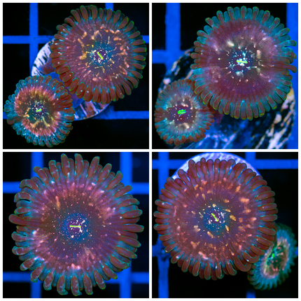 Milky Ways Palys-Multiples Available