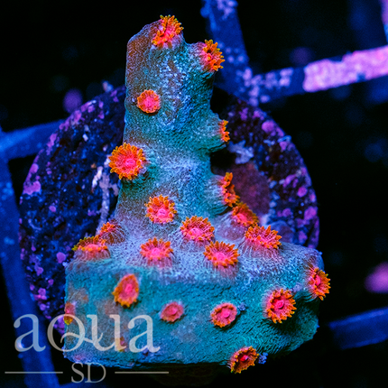 Moon Baby Cyphastrea Frag - Multiples Available