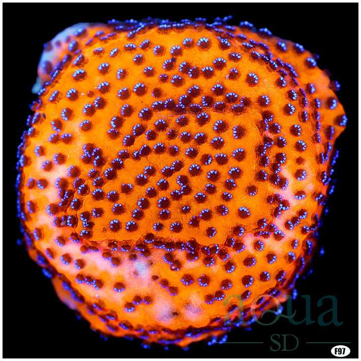 Mystical Sunset Monti Overgrown Plug Aqua SD