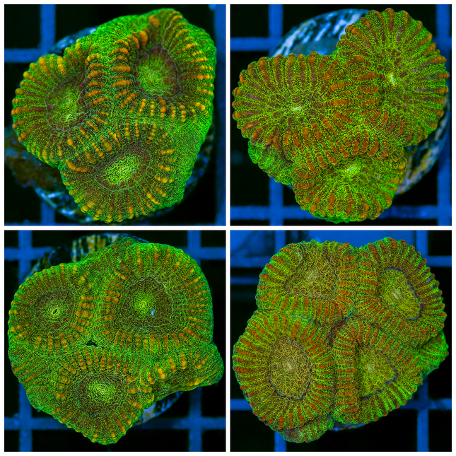Neon Glare Favia Frag - Multiples Available