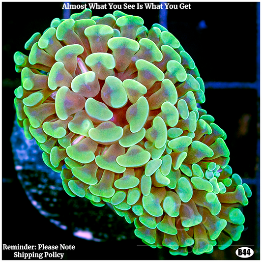 AquaSD Neon Tips Ultra hammer Corals For Sale Aqua SD