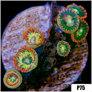 Descriptive image text