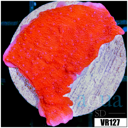 *22*22