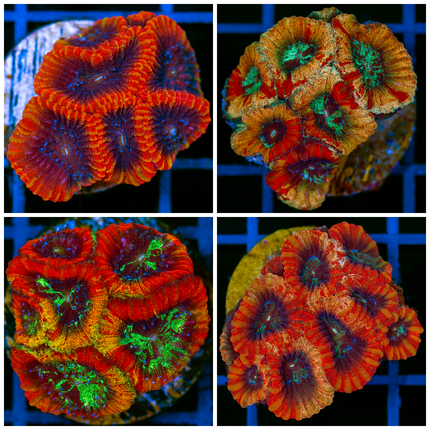 Painters Pallet Favia Frag - Multiples Available