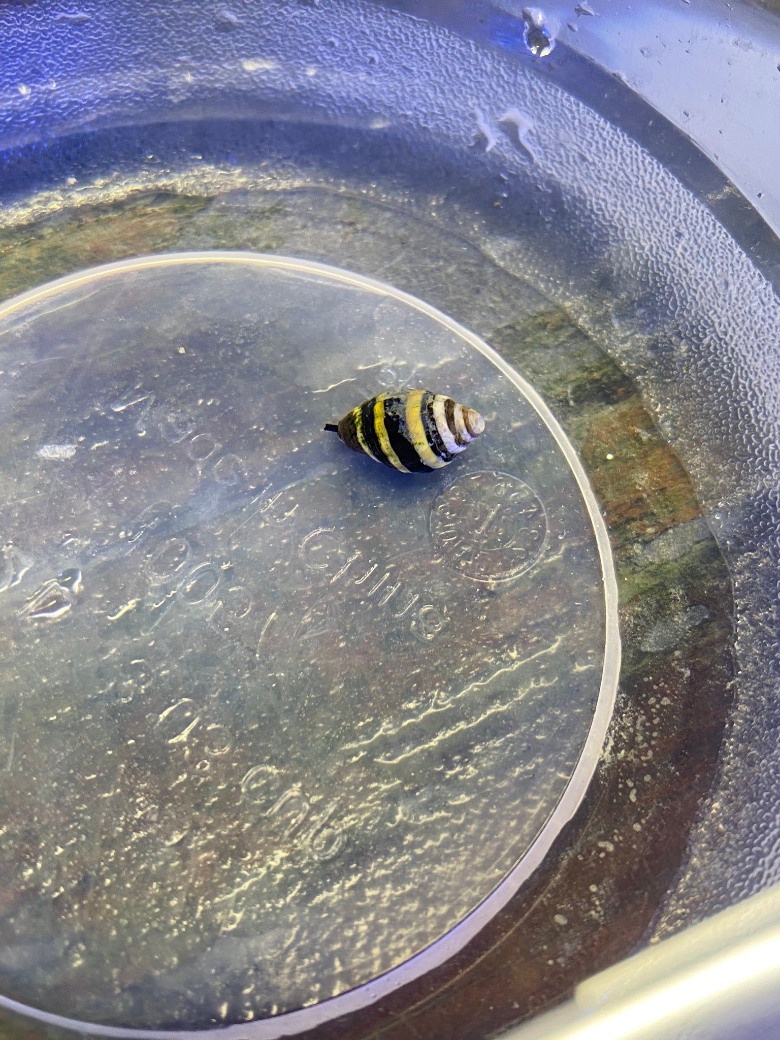 Bumblebee Snails Aqua SD