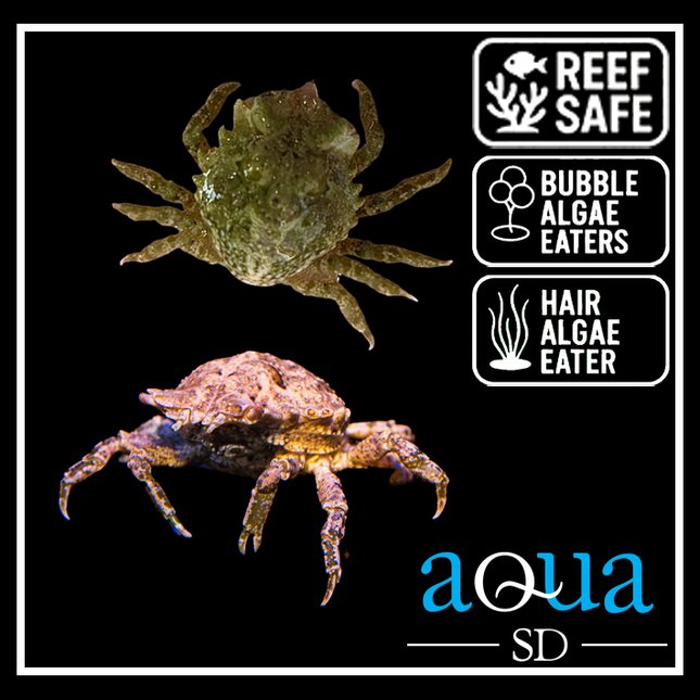 Pithos Crab - Pitho mirabilis