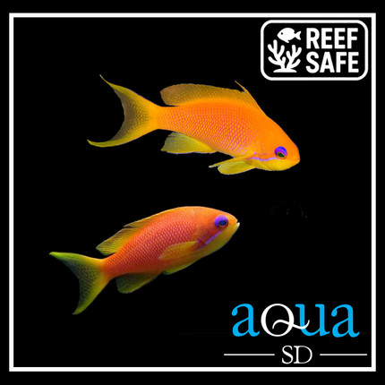 Female Orange (Blue Eye) Anthias - Pseudanthias squamipinnis