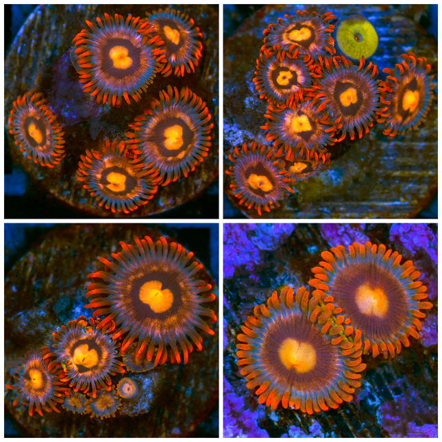 Pumpkin Patch Zoanthids- Multiples Available