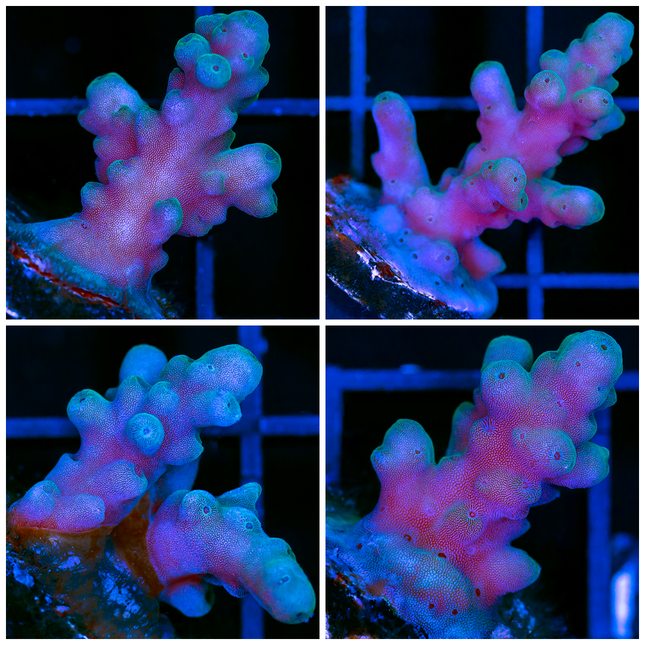 Purple Staghorn Frag- Multiples Available