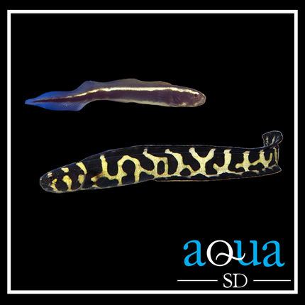 Engineer (Neon) Goby - Pholidychtys luecotaenia