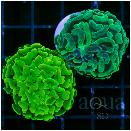 Canary Hammer and Neon Splatter Hammer Combo (Multiples Available)