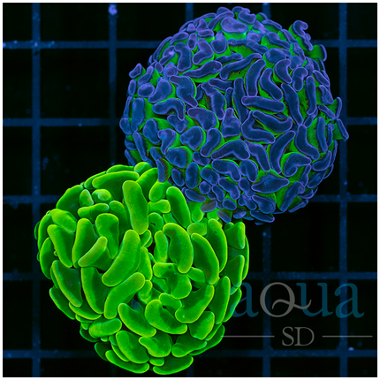 Canary Hammer and Toxic Stem Hammer Combo (Multiples Available)
