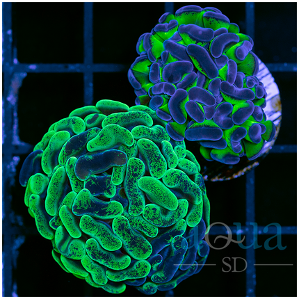 Neon Splatter and Toxic Stem Hammer Combo (Multiples Available)