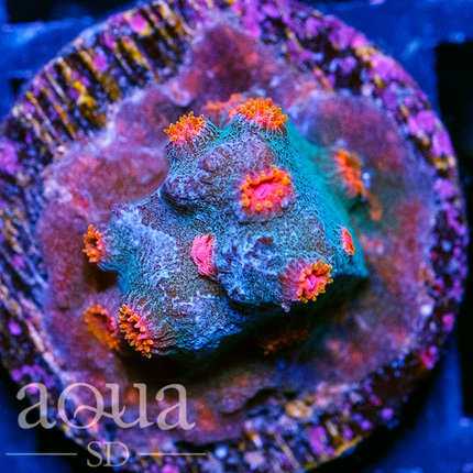 Moon Baby Cyphastrea Frag - Multiples Available