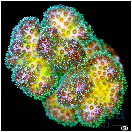 Rainbow Pocclipora (Multiples Available)