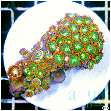 Rainbow Zoanthids Garden (Egg Crate Behind is 3 Squares = 2''