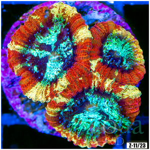 Descriptive image text