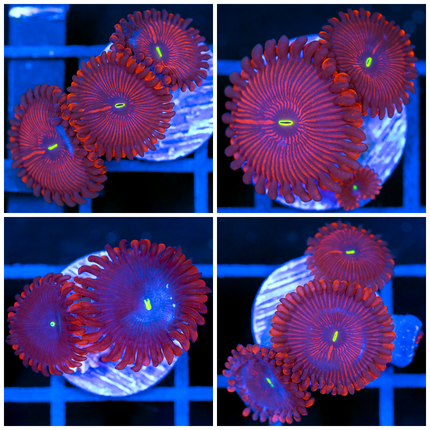 Red People Eater Zoanthids- Multiples Available