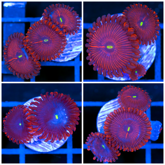 Red People Eater Zoanthids- Multiples Available