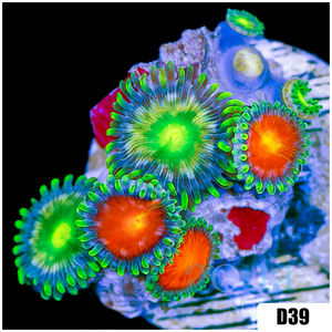 Descriptive image text