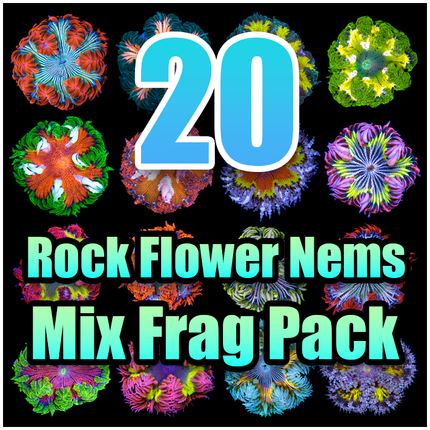 20 Rock Flower Anemone Mixed Pack